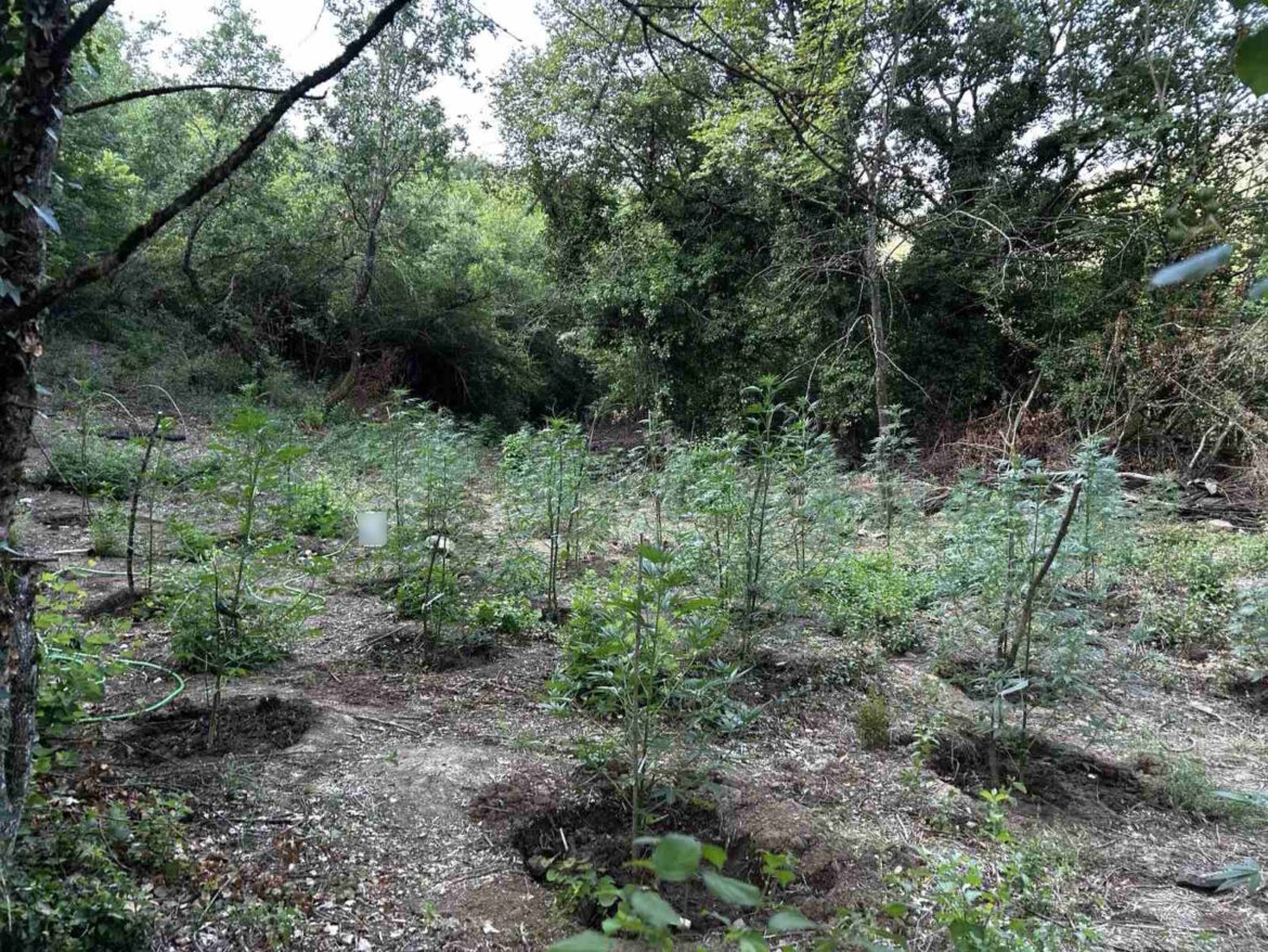 Εντοπίστηκε φυτεία με περισσότερα από 2.000 δενδρύλλια κάνναβης σε δύσβατη δασική περιοχή στην Φθιώτιδα